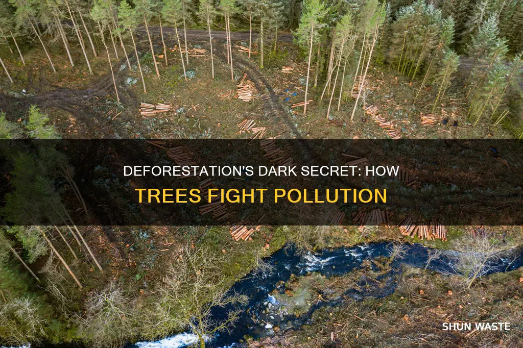 how does cutting down trees cause pollution