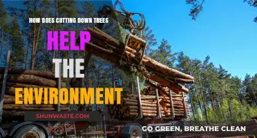 Sustainable Logging: How Strategic Tree Removal Benefits Ecosystems and Climate