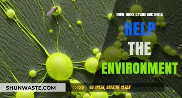 Cyanobacteria's Vital Role in Sustaining and Enhancing Our Environment