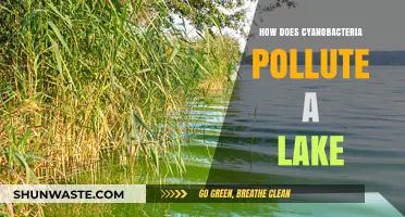 Cyanobacteria: A Lake's Silent Polluter