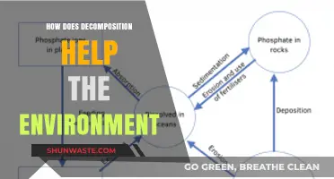 Decomposition's Vital Role in Recycling Nutrients and Sustaining Ecosystems
