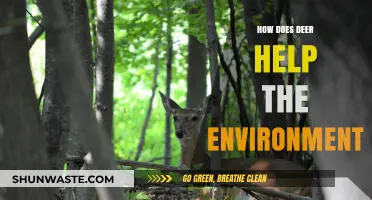 Deer's Ecological Role: Boosting Biodiversity and Forest Health Naturally