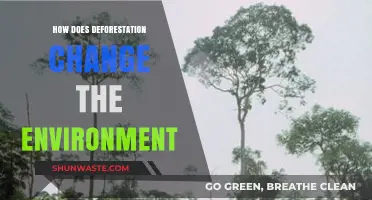 Deforestation's Impact: How Clearing Forests Alters Our Environment Dramatically
