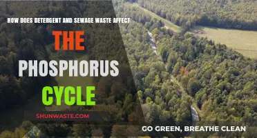 Detergent and Sewage Waste: Disrupting the Phosphorus Cycle