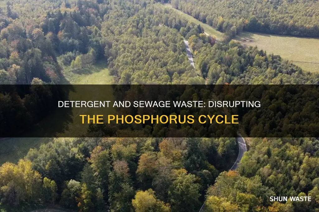 how does detergent and sewage waste affect the phosphorus cycle