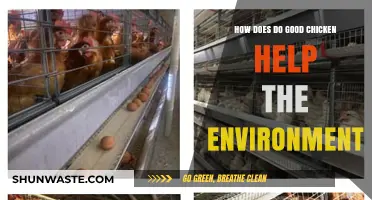 Sustainable Poultry: How Do Good Chicken Practices Benefit Our Environment