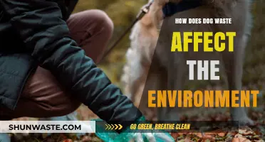 Dog Waste's Environmental Impact: Pollution, Health Risks, and Solutions