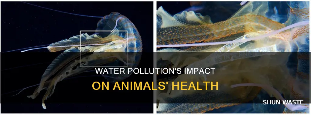 how does drinking water pollution affect animals