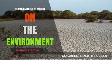 Drought's Devastating Effects: Understanding Environmental Impacts and Consequences