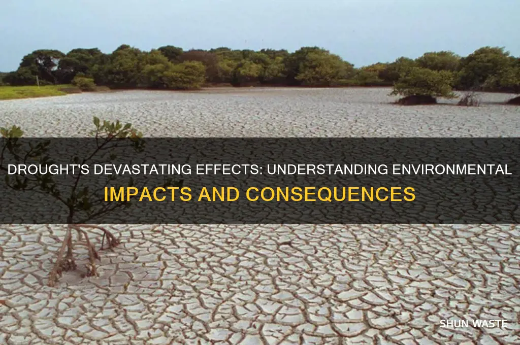 how does drought impact on the environment