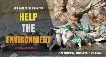 Ducks Unlimited's Environmental Impact: Conservation Efforts and Ecosystem Restoration