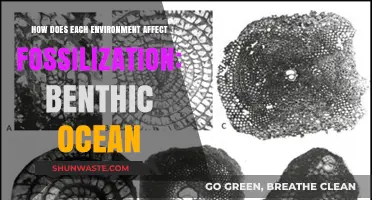 Benthic Ocean's Role in Shaping Fossilization Processes and Preservation