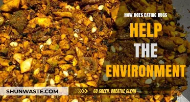 Eating Bugs: A Sustainable Solution for Environmental Conservation
