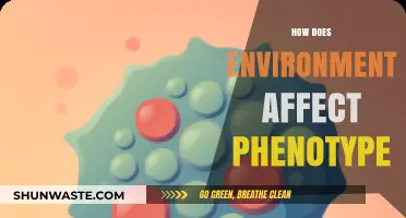 Environmental Influences on Phenotype: Unraveling Nature's Complex Interactions