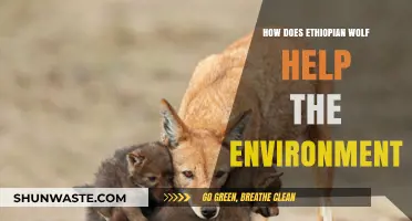 Ethiopian Wolf: A Vital Predator Preserving Ecosystem Balance and Biodiversity