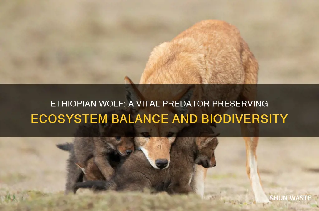 how does ethiopian wolf help the environment