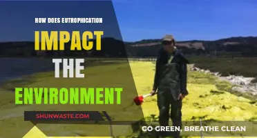Eutrophication's Environmental Impact: Harmful Algal Blooms and Ecosystem Disruption