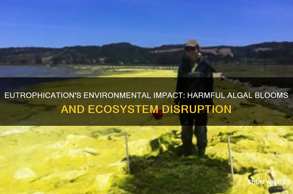 how does eutrophication impact the environment
