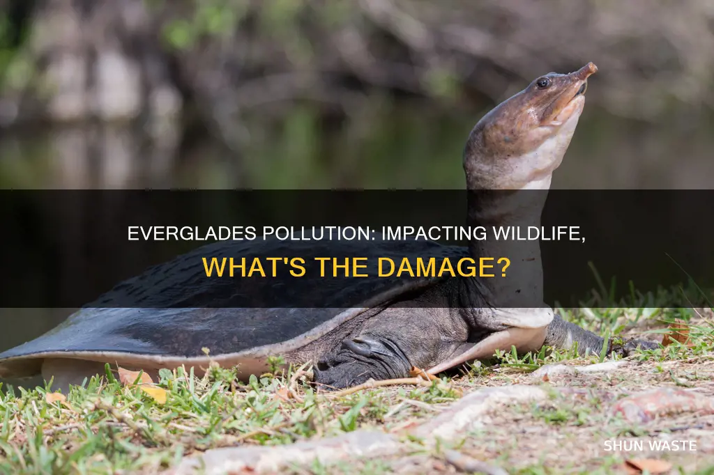 how does everglades pollution affect wildlife