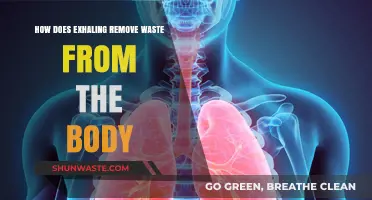 Exhaling's Role: How Breathing Eliminates Waste from Your Body