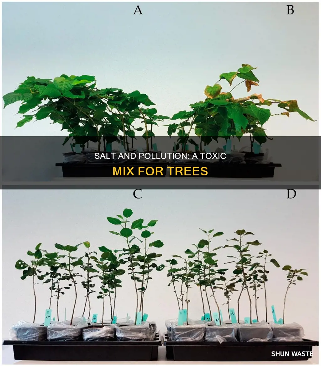 how does exposure to salt and pollution affect trees