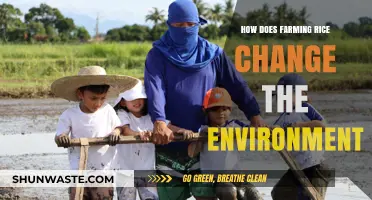 Rice Farming's Impact: Environmental Changes and Sustainable Practices Explored