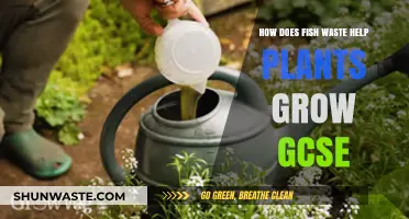 Fish Waste as Plant Fertilizer: GCSE Guide to Nutrient Cycling