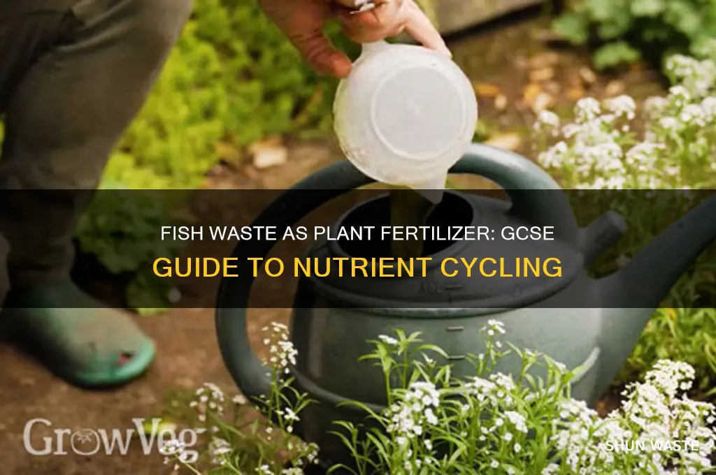 how does fish waste help plants grow gcse
