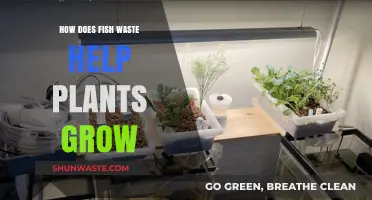 Fish Waste Fertilizer: Boosting Plant Growth Naturally in Aquaponics