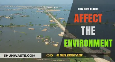 Floods' Devastating Impact: Environmental Consequences and Ecosystem Disruption Explained