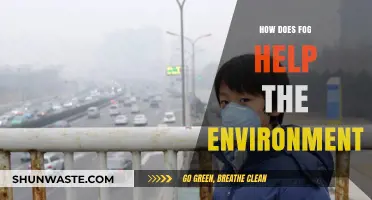 Fog's Environmental Benefits: Unveiling Nature's Silent Moisture Guardian