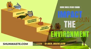 Food Chains and Their Environmental Impact: A Complex Relationship