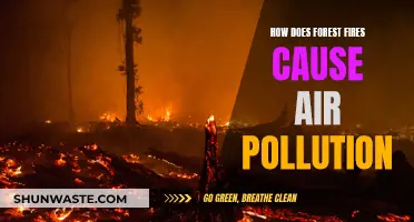 Forest Fires: Devastating Air Pollution Igniters