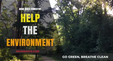 Forestry's Vital Role: Protecting Ecosystems, Climate, and Biodiversity Naturally