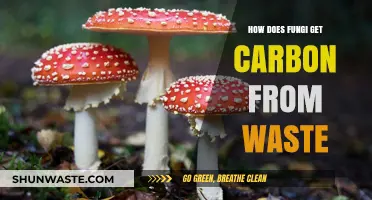 Fungi's Role in Recycling Carbon from Organic Waste Explained