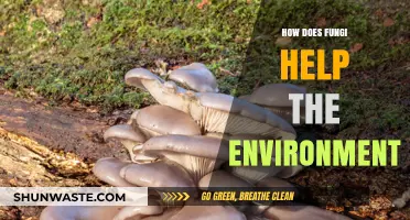 Fungi's Vital Role in Sustaining and Healing Our Ecosystems