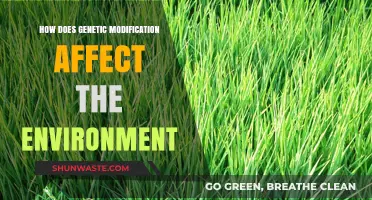 Genetic Modification's Environmental Impact: Benefits, Risks, and Ecosystem Effects