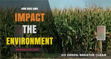 GMO's Environmental Impact: Benefits, Risks, and Sustainable Agriculture Insights