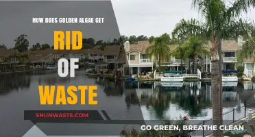 Golden Algae's Waste Management: Efficient Detoxification Strategies Explained