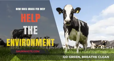 Grass-Fed Beef: Sustainable Farming for a Healthier Planet