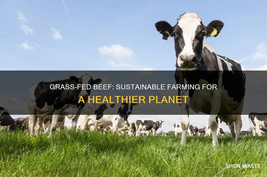 how does grass fed beef help the environment