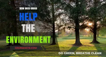 Grass's Green Impact: Boosting Ecosystems, Air Quality, and Soil Health