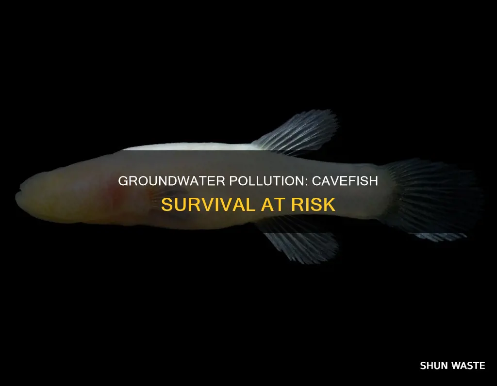 how does groundwater pollution affect the cavefish