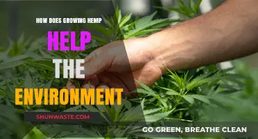 Hemp's Eco-Friendly Impact: Sustainable Solutions for a Greener Planet