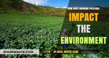 Potato Farming's Environmental Impact: Soil, Water, and Climate Considerations