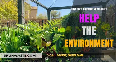 Growing Vegetables: A Sustainable Way to Protect Our Environment
