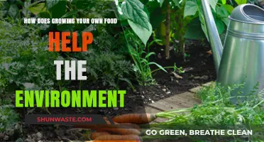 Sustainable Gardening: How Growing Your Own Food Benefits the Environment