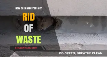 Hamster Waste Management: Understanding How They Eliminate and Stay Clean