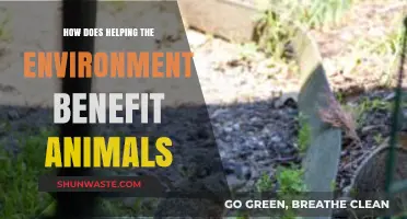 Helping the Environment: How Eco-Friendly Actions Protect and Save Animals