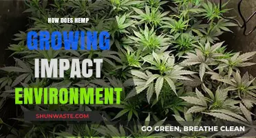 Hemp Cultivation: Environmental Benefits, Challenges, and Sustainable Practices